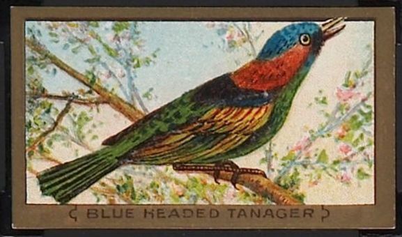59 Blue-Headed Tanager